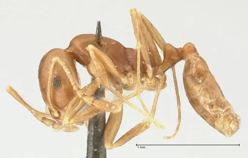 Monomorium herero specimen FOCOL2311 image focol2311_3