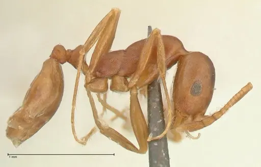 Monomorium herero specimen FOCOL2311 image focol2311_4