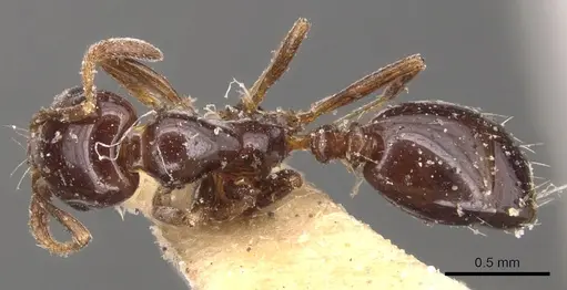 Monomorium hesperium specimen CASENT0904604 image casent0904604_1