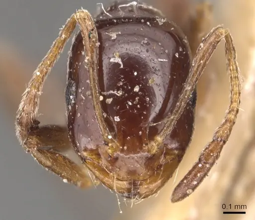 Monomorium hesperium specimen CASENT0904604 image casent0904604_2