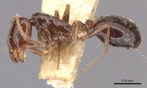 Monomorium hesperium specimen CASENT0904604 image casent0904604_3