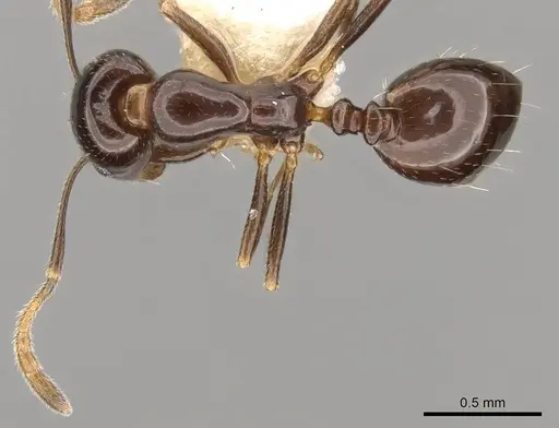 Monomorium hesperium specimen CASENT0914314 image casent0914314_1