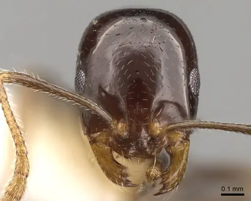 Monomorium hesperium specimen CASENT0914314 image casent0914314_2