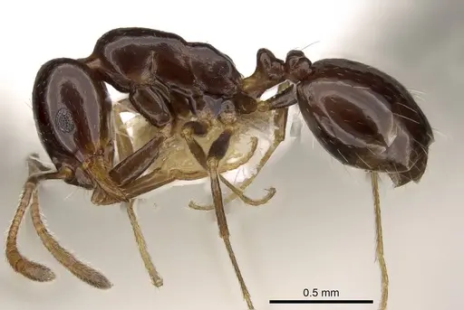 Monomorium hesperium specimen CASENT0914314 image casent0914314_3