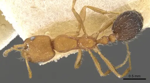 Monomorium hirsutum specimen CASENT0902188 image casent0902188_1
