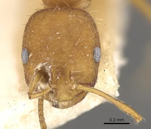 Monomorium hirsutum specimen CASENT0902188 image casent0902188_2