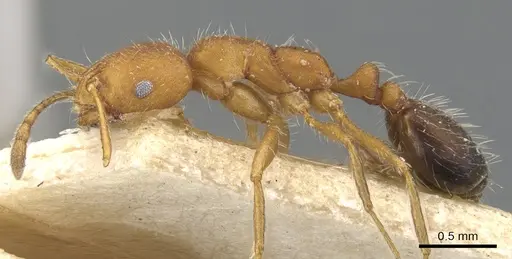 Monomorium hirsutum specimen CASENT0902188 image casent0902188_3