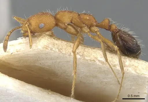 Monomorium hirsutum specimen CASENT0902188 image casent0902188_4