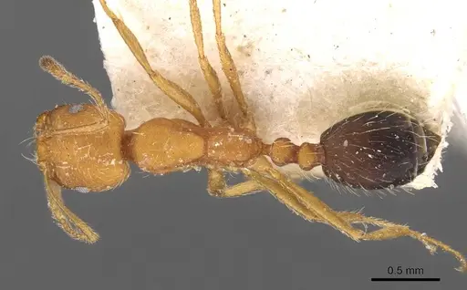 Monomorium hirsutum specimen CASENT0908726 image casent0908726_1
