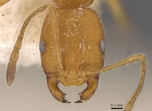 Monomorium hirsutum specimen CASENT0908726 image casent0908726_2
