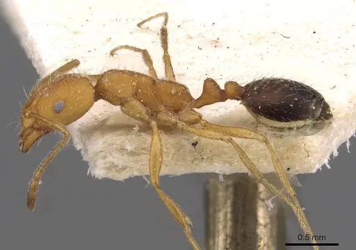 Monomorium hirsutum specimen CASENT0908726 image casent0908726_3