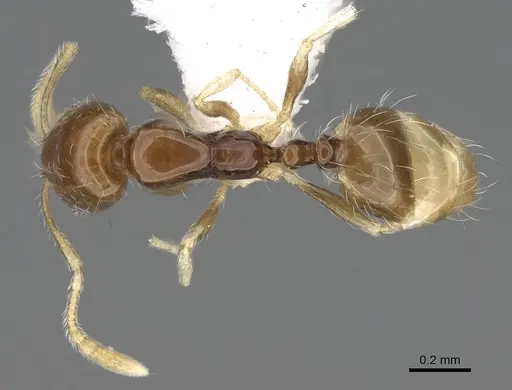 Monomorium holothir specimen ANTWEB1025163 image antweb1025163_1