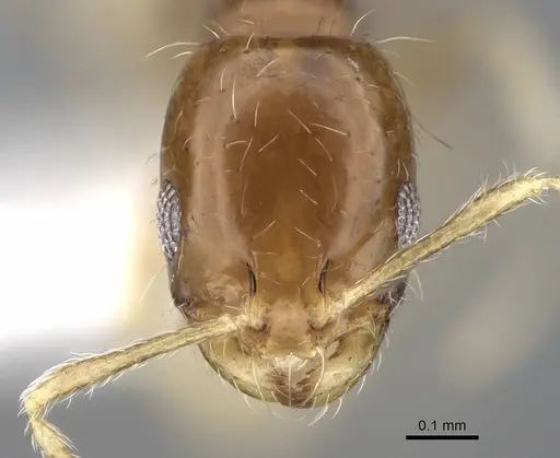 Monomorium holothir specimen ANTWEB1025163 image antweb1025163_2