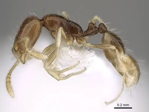 Monomorium holothir specimen ANTWEB1025163 image antweb1025163_3