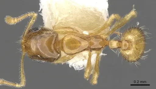 Monomorium holothir specimen CASENT0902243 image casent0902243_1
