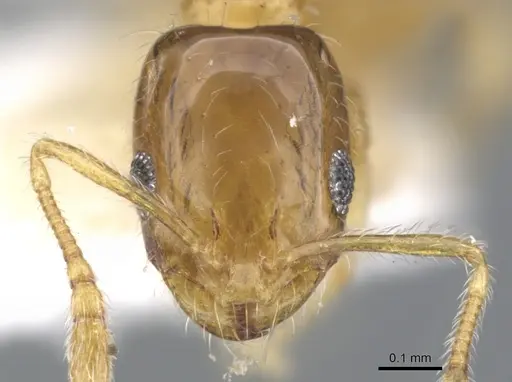 Monomorium holothir specimen CASENT0902243 image casent0902243_2