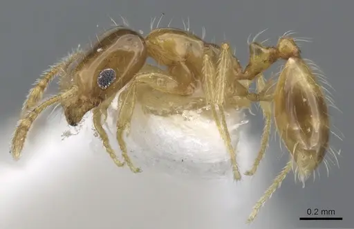 Monomorium holothir specimen CASENT0902243 image casent0902243_3