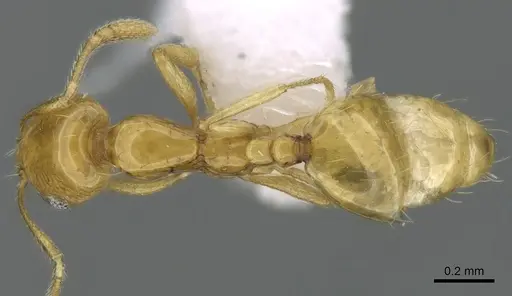 Monomorium holothir specimen CASENT0906392 image casent0906392_1