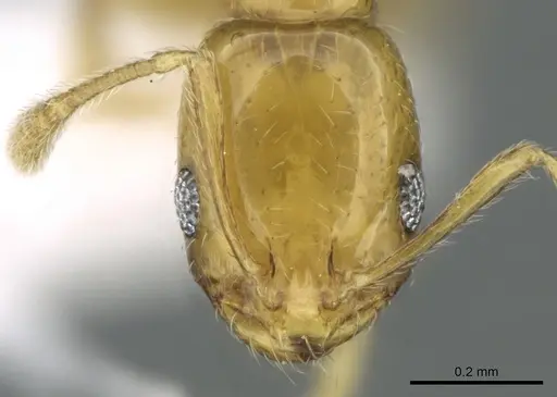 Monomorium holothir specimen CASENT0906392 image casent0906392_2