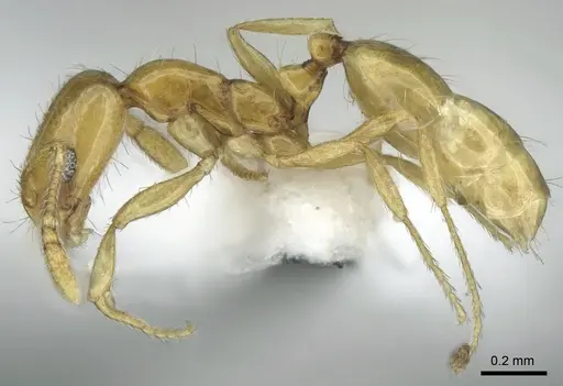 Monomorium holothir specimen CASENT0906392 image casent0906392_3