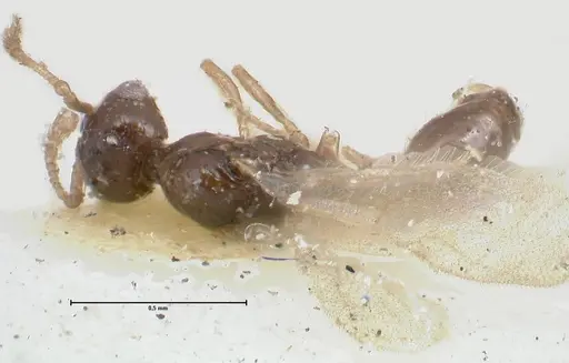 Monomorium hospitum specimen FOCOL1727 image focol1727_1