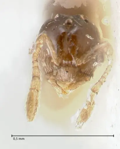 Monomorium hospitum specimen FOCOL1727 image focol1727_2
