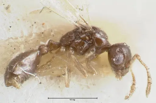 Monomorium hospitum specimen FOCOL1727 image focol1727_3
