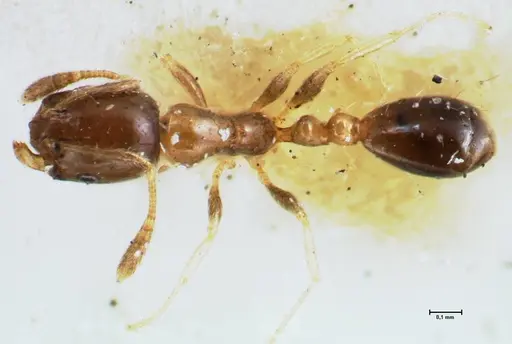 Monomorium hospitum specimen FOCOL1728 image focol1728_1