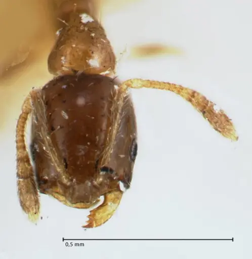 Monomorium hospitum specimen FOCOL1728 image focol1728_2
