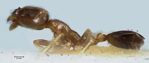 Monomorium hospitum specimen FOCOL1728 image focol1728_3