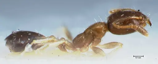 Monomorium hospitum specimen FOCOL1728 image focol1728_4
