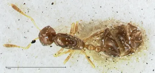 Monomorium hospitum specimen FOCOL1729 image focol1729_1