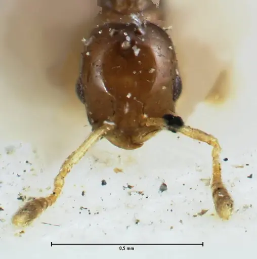 Monomorium hospitum specimen FOCOL1729 image focol1729_2