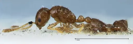 Monomorium hospitum specimen FOCOL1729 image focol1729_3