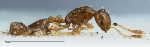 Monomorium hospitum specimen FOCOL1729 image focol1729_4
