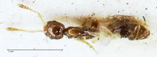 Monomorium hospitum specimen FOCOL1730 image focol1730_1
