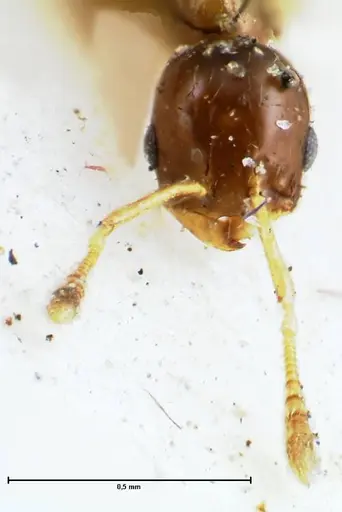 Monomorium hospitum specimen FOCOL1730 image focol1730_2