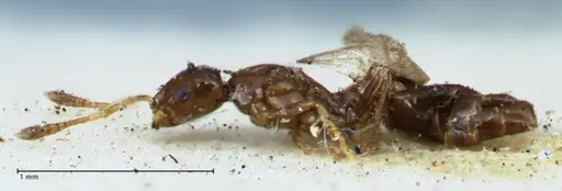 Monomorium hospitum specimen FOCOL1730 image focol1730_3