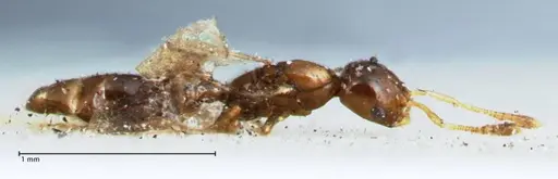 Monomorium hospitum specimen FOCOL1730 image focol1730_4