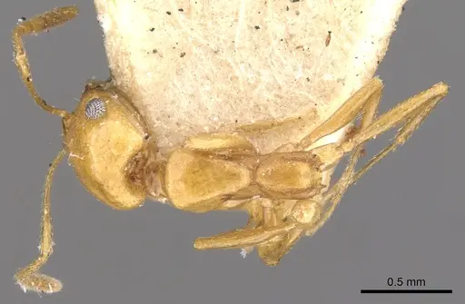 Monomorium ilgii specimen CASENT0902205 image casent0902205_1