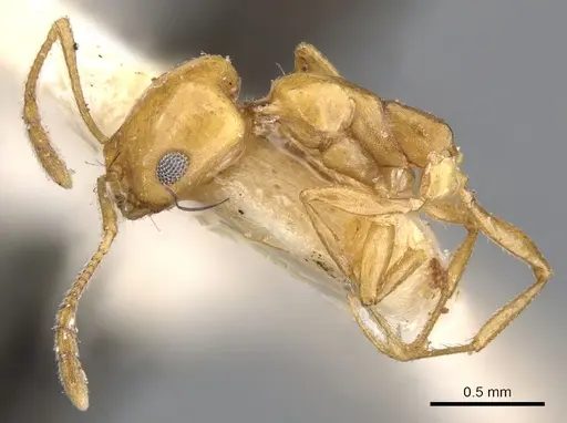 Monomorium ilgii specimen CASENT0902205 image casent0902205_3