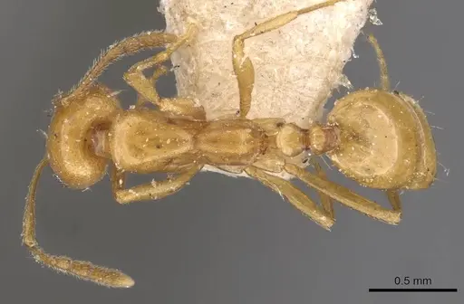 Monomorium ilgii specimen CASENT0908728 image casent0908728_1