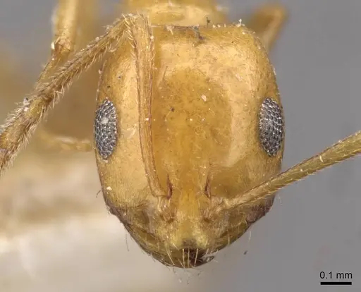 Monomorium ilgii specimen CASENT0908728 image casent0908728_2