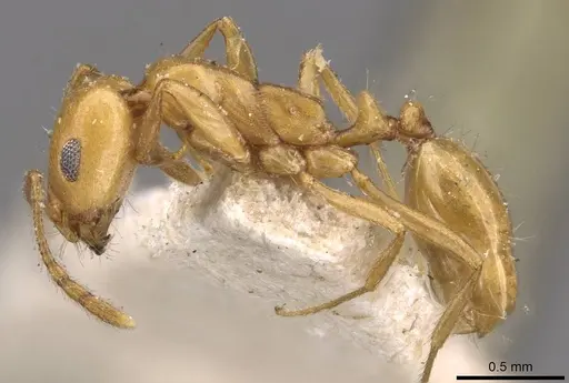 Monomorium ilgii specimen CASENT0908728 image casent0908728_3