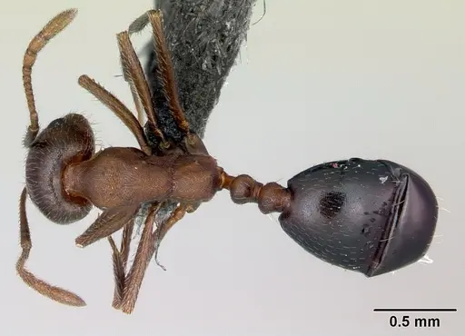 Monomorium indicum specimen CASENT0172664 image casent0172664_1
