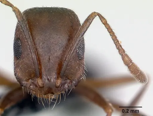 Monomorium indicum specimen CASENT0172664 image casent0172664_2