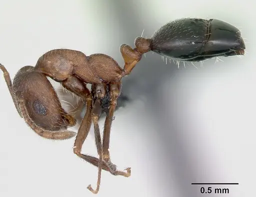 Monomorium indicum specimen CASENT0172664 image casent0172664_3