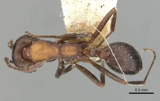Monomorium indicum specimen CASENT0249869 image casent0249869_1