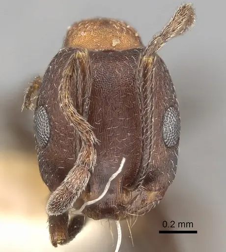 Monomorium indicum specimen CASENT0249869 image casent0249869_2