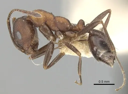 Monomorium indicum specimen CASENT0249869 image casent0249869_3